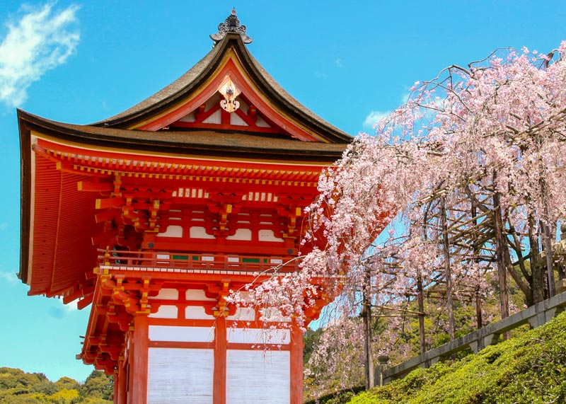 清水寺仁王門と満開の桜
