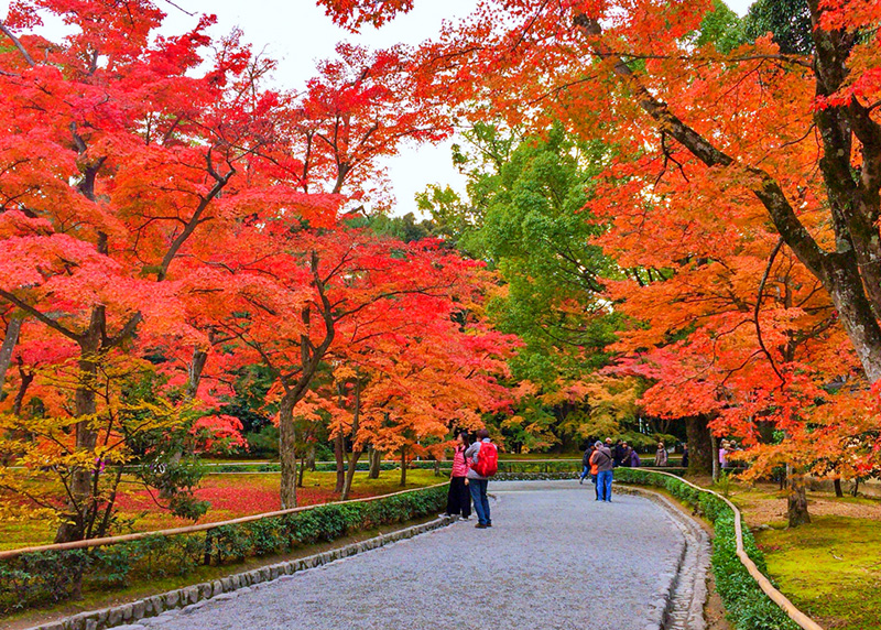 紅葉に染まる金閣寺の境内