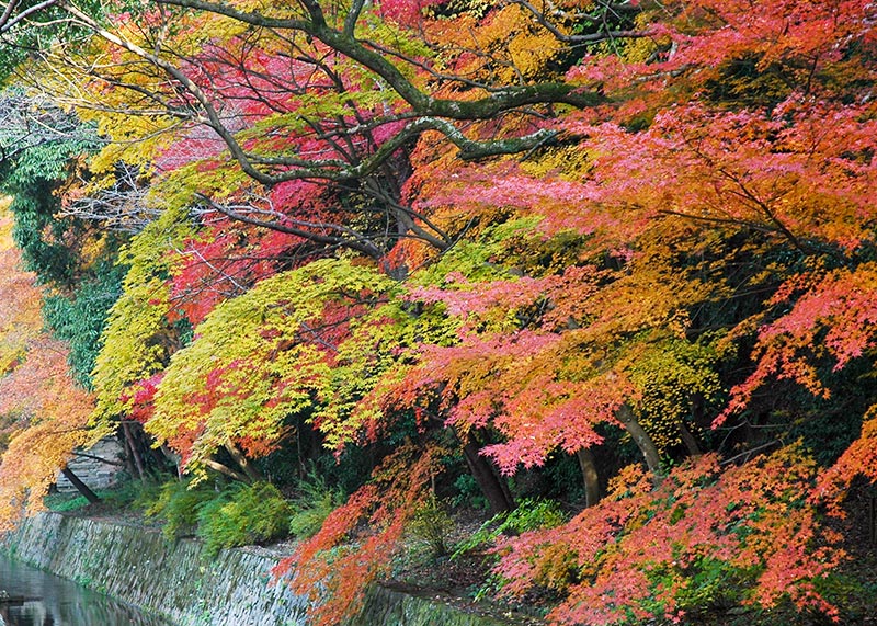 紅葉の綺麗な哲学の道