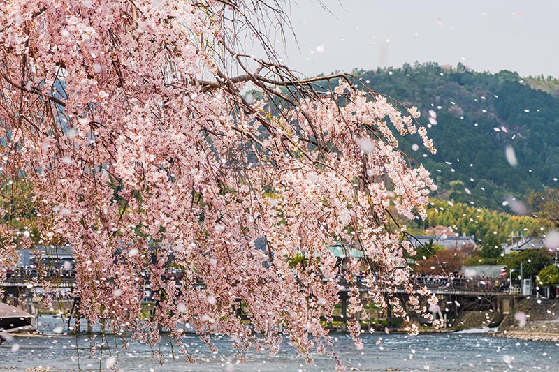 嵐山の桜吹雪