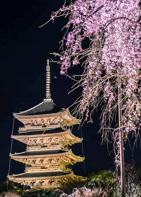 東寺の夜桜ライトアップ